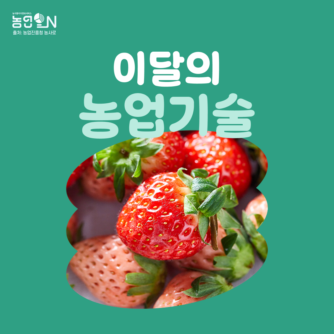 [이달의농업기술]  딸기 주요 곰팡이병 제때 방제로 피해 예방