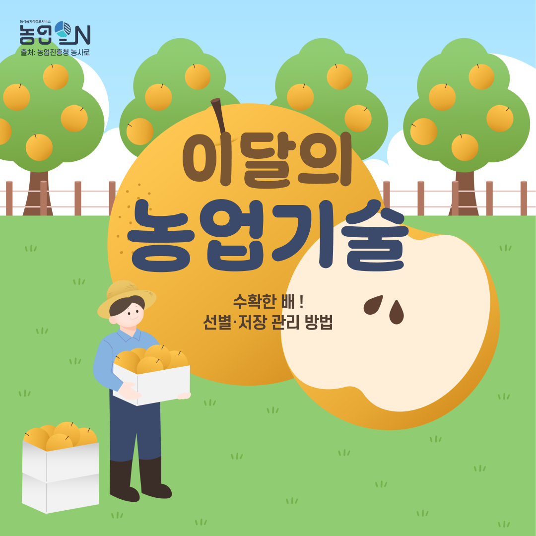 [이달의농업기술] 수확한 배, 선별・저장 관리 방법